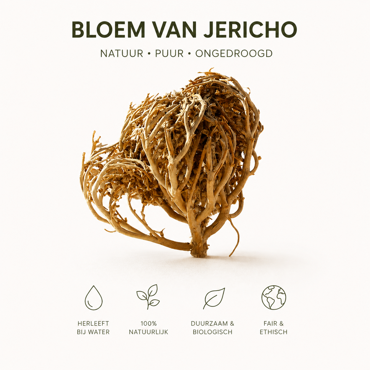 Maryambloem 30 gr